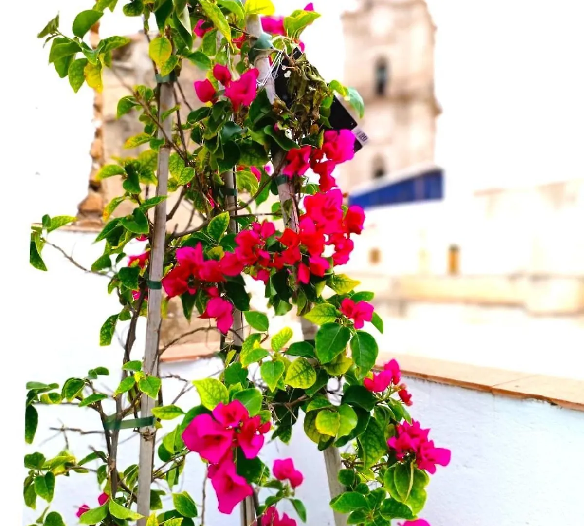 Apartamentos Terrazas De San Juan Malaga Apartament